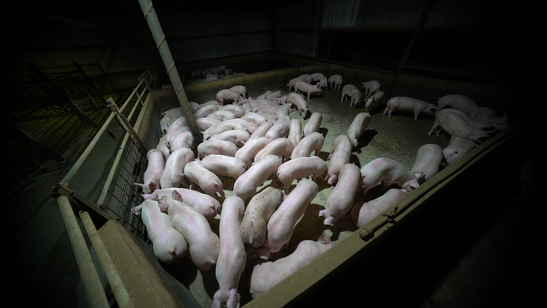 Pigs are left in horrible conditions in factory farms